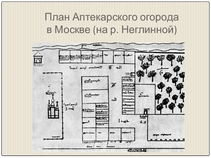 План Аптекарского огорода в Москве (на р. Неглинной)