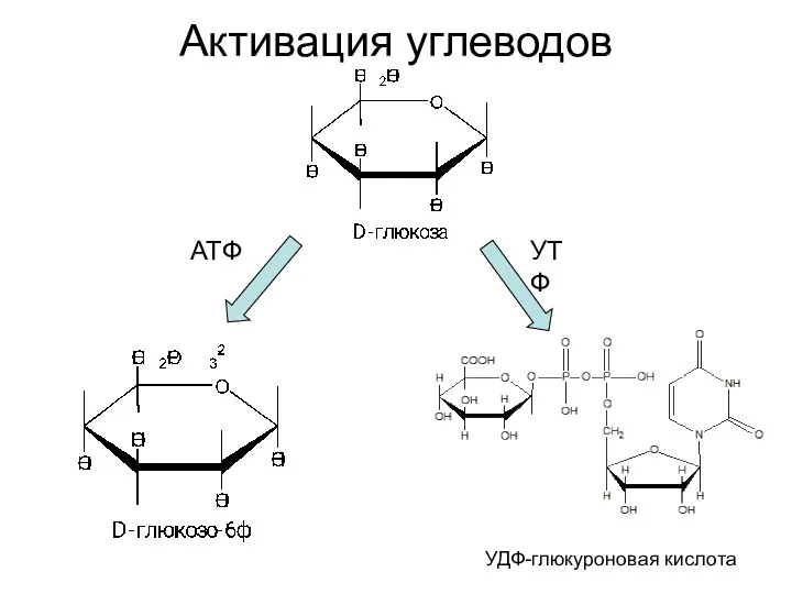 Активация углеводов УДФ-глюкуроновая кислота АТФ УТФ