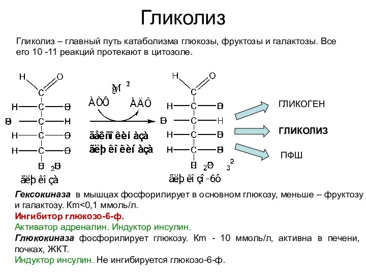 Гликолиз Гликолиз – главный путь катаболизма глюкозы, фруктозы и галактозы. Все