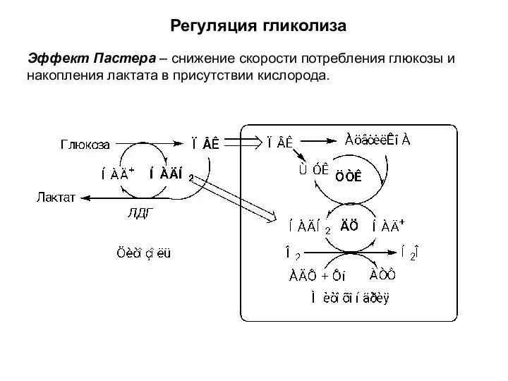 Регуляция гликолиза Эффект Пастера – снижение скорости потребления глюкозы и накопления лактата в присутствии кислорода.