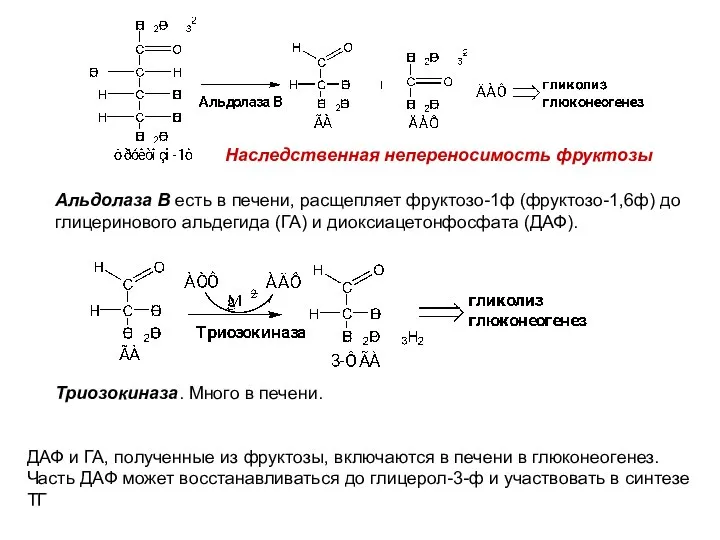 Альдолаза В есть в печени, расщепляет фруктозо-1ф (фруктозо-1,6ф) до глицеринового альдегида