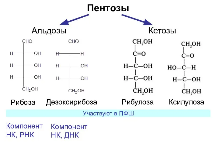 Пентозы Рибоза Дезоксирибоза Рибулоза Ксилулоза Альдозы Кетозы Компонент НК, РНК Компонент НК, ДНК Участвуют в ПФШ