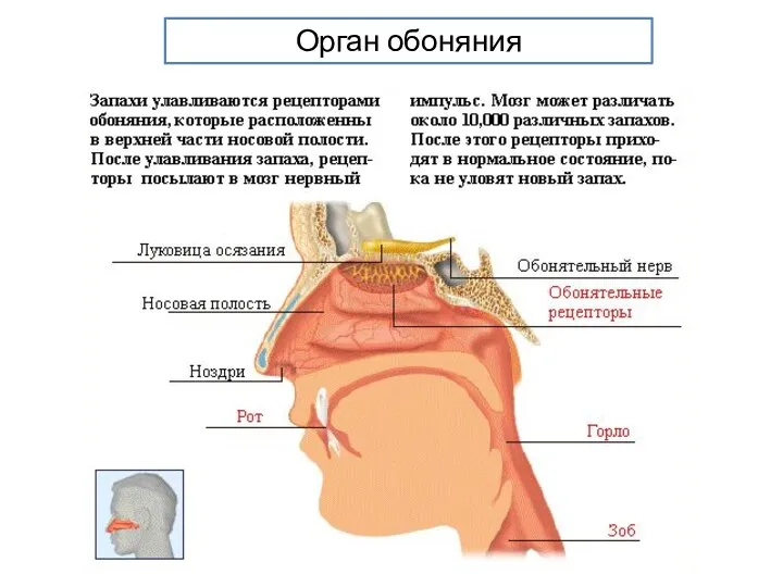 Орган обоняния