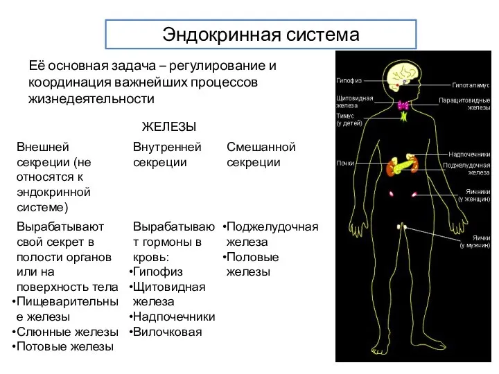 Эндокринная система Её основная задача – регулирование и координация важнейших процессов жизнедеятельности