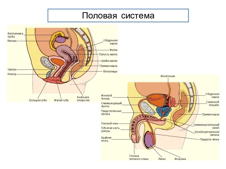 Половая система