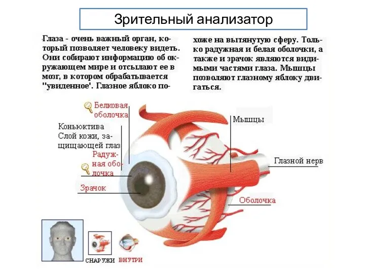 Зрительный анализатор