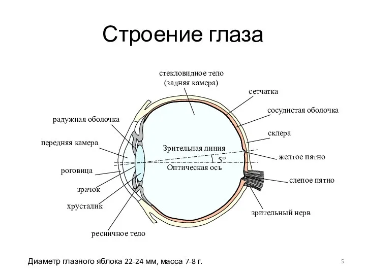 Строение глаза Диаметр глазного яблока 22-24 мм, масса 7-8 г.