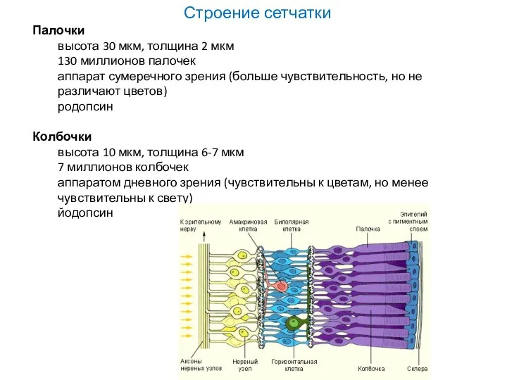 Строение сетчатки Палочки высота 30 мкм, толщина 2 мкм 130 миллионов