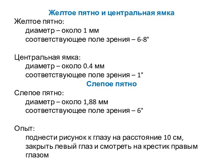 Желтое пятно и центральная ямка Желтое пятно: диаметр – около 1