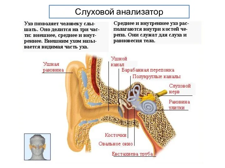 Слуховой анализатор