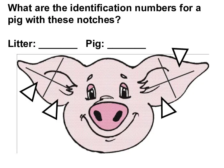 What are the identification numbers for a pig with these notches? Litter: _______ Pig: _______