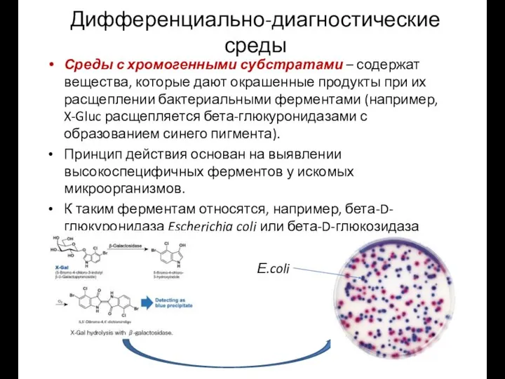 Дифференциально-диагностические среды Среды с хромогенными субстратами – содержат вещества, которые дают