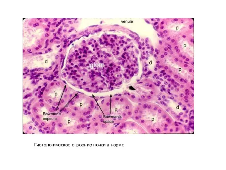 Гистологическое строение почки в норме