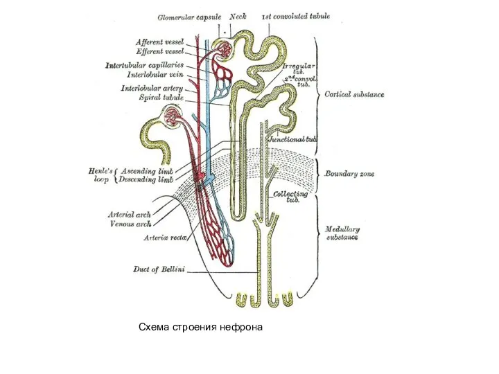 Схема строения нефрона