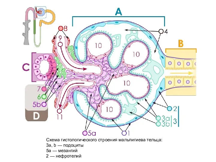 Схема гистологического строения мальпигиева тельца: 3a, b — подоциты 5a — мезангий 2 — нефротелий