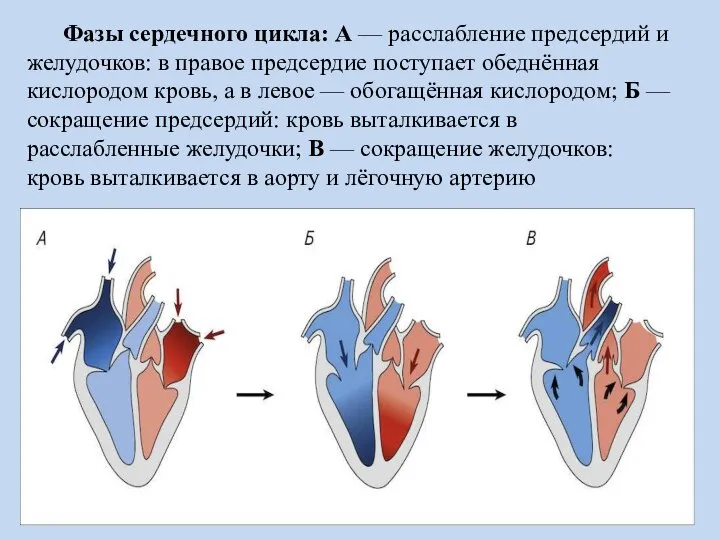 Фазы сердечного цикла: А — расслабление предсердий и желудочков: в правое