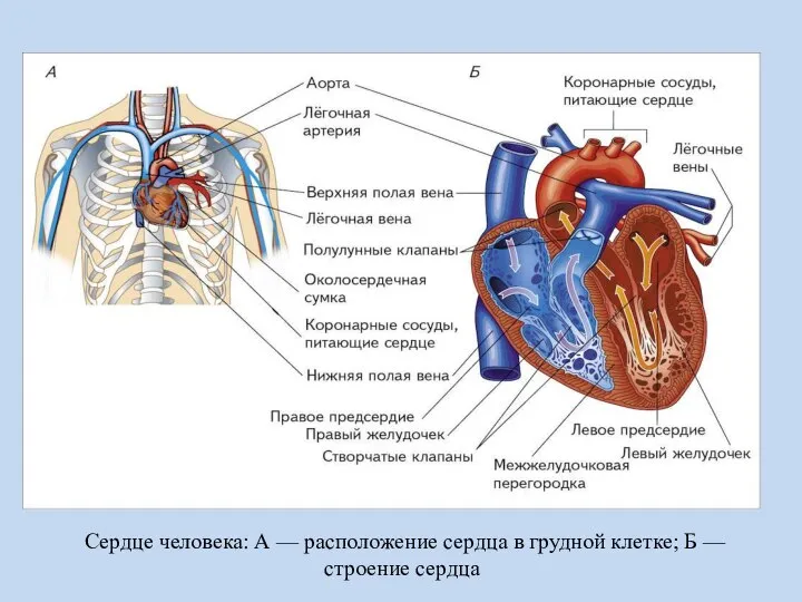 Сердце человека: А — расположение сердца в грудной клетке; Б — строение сердца