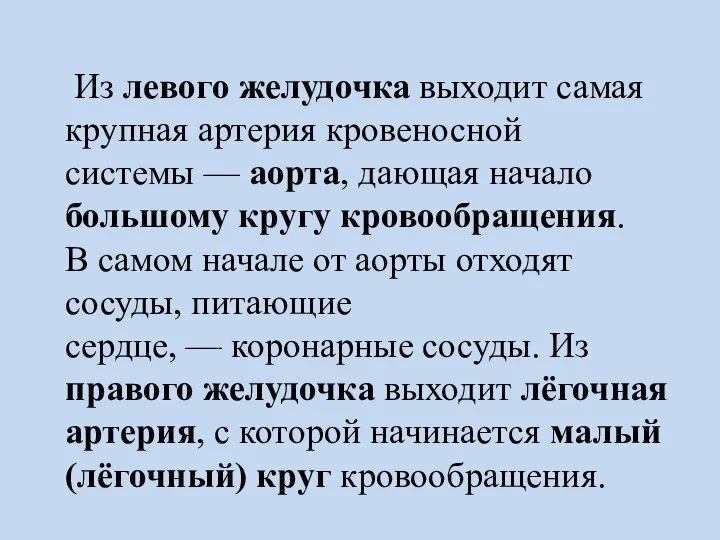 Из левого желудочка выходит самая крупная артерия кровеносной системы — аорта,