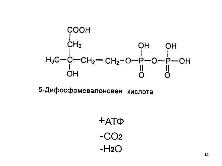 +АТФ -СО2 -Н2О