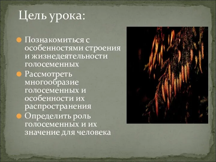 Познакомиться с особенностями строения и жизнедеятельности голосеменных Рассмотреть многообразие голосеменных и