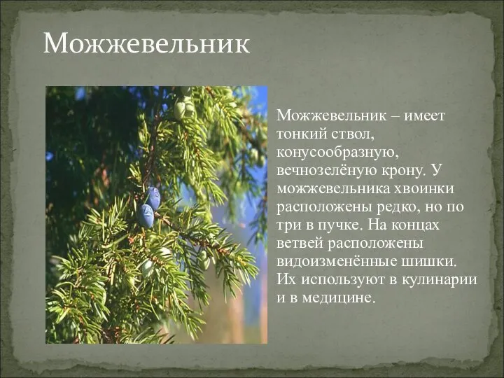 Можжевельник Можжевельник – имеет тонкий ствол, конусообразную, вечнозелёную крону. У можжевельника