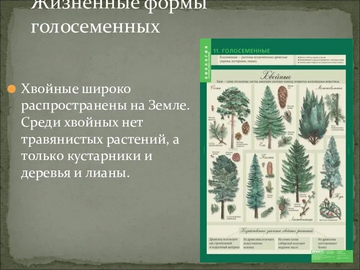 Хвойные широко распространены на Земле. Среди хвойных нет травянистых растений, а