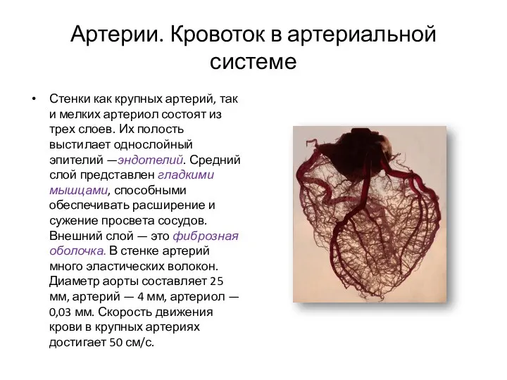 Артерии. Кровоток в артериальной системе Стенки как крупных артерий, так и