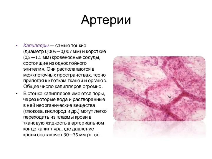 Артерии Капилляры — самые тонкие (диаметр 0,005—0,007 мм) и короткие (0,5—1,1