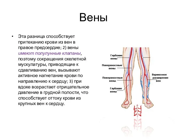 Вены Эта разница способствует притеканию крови из вен в правое предсердие;