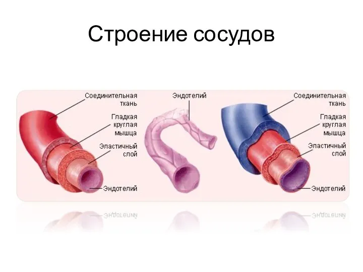 Строение сосудов