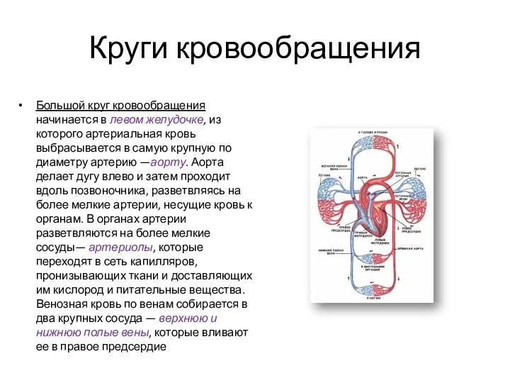 Круги кровообращения Большой круг кровообращения начинается в левом желудочке, из которого