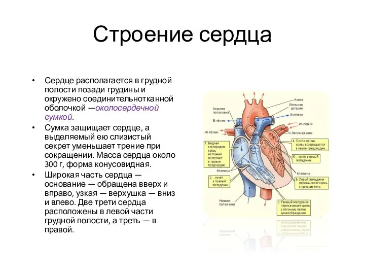 Строение сердца Сердце располагается в грудной полости позади грудины и окружено