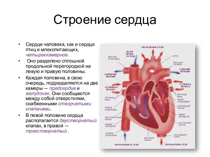 Строение сердца Сердце человека, как и сердце птиц и млекопитающих, четырехкамерное.