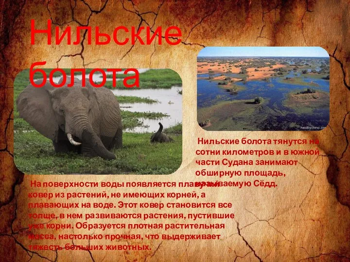 На поверхности воды появляется плавучий ковер из растений, не имеющих корней,