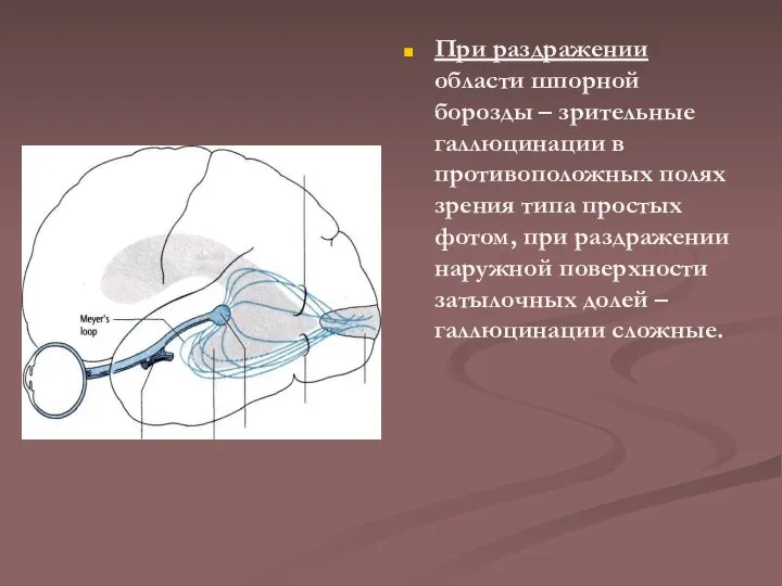 При раздражении области шпорной борозды – зрительные галлюцинации в противоположных полях