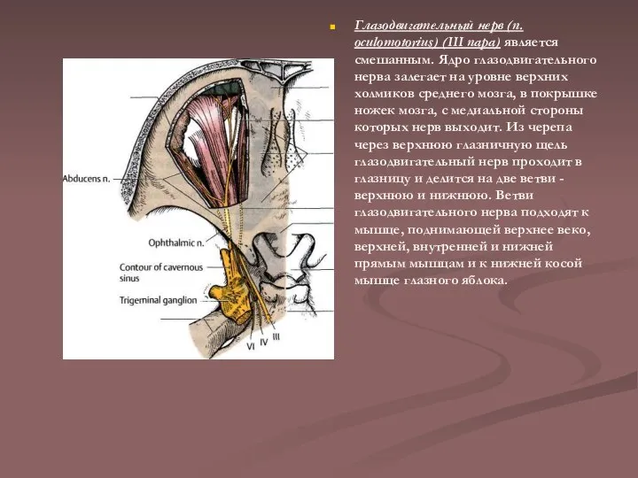 Глазодвигательный нерв (n. oculomotorius) (III пара) является смешанным. Ядро глазодвигательного нерва