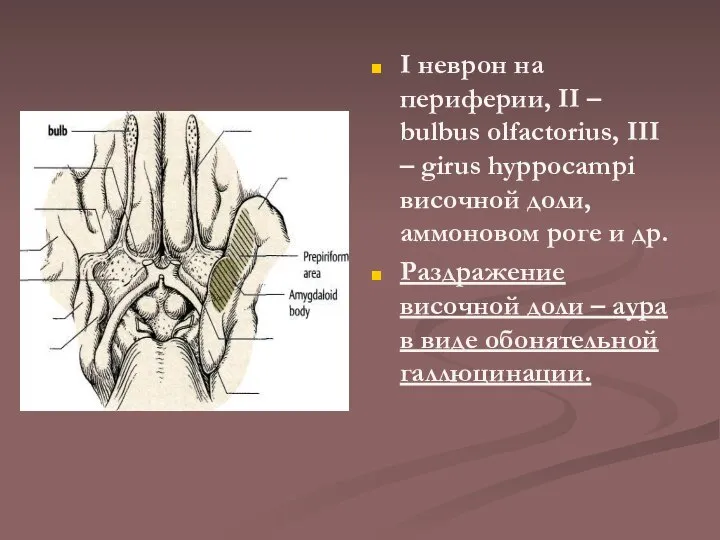 І неврон на периферии, ІІ – bulbus olfactorius, ІІІ – girus