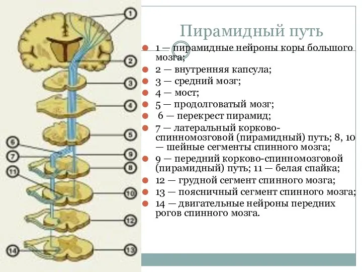 Пирамидный путь 1 — пирамидные нейроны коры большого мозга; 2 —