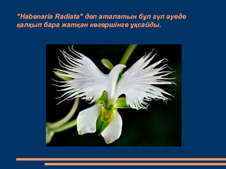 "Habenaria Radiata" деп аталатын бұл гүл әуеде қалқып бара жатқан көгершінге ұқсайды.