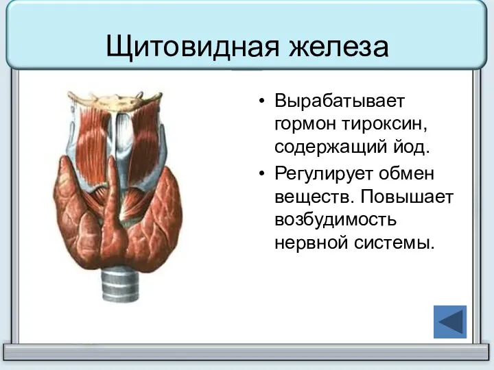 Щитовидная железа Вырабатывает гормон тироксин, содержащий йод. Регулирует обмен веществ. Повышает возбудимость нервной системы.