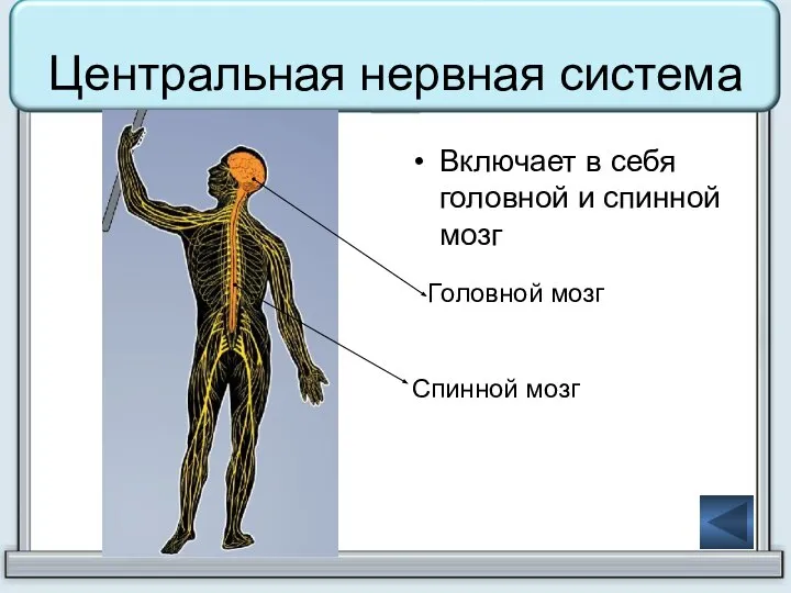 Центральная нервная система Включает в себя головной и спинной мозг Головной мозг Спинной мозг