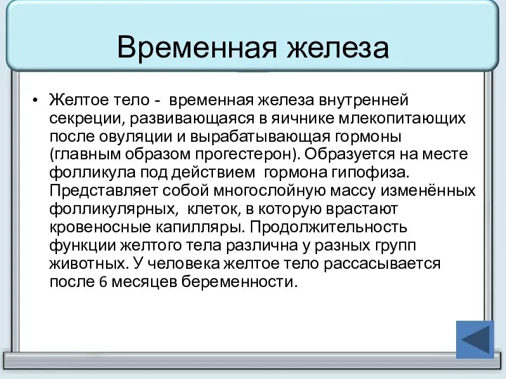 Временная железа Желтое тело - временная железа внутренней секреции, развивающаяся в