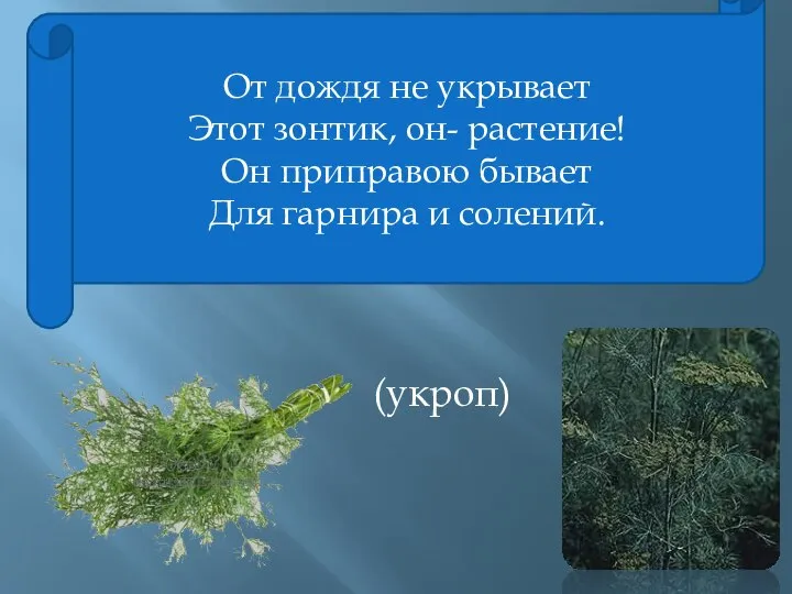 От дождя не укрывает Этот зонтик, он- растение! Он приправою бывает Для гарнира и солений. (укроп)