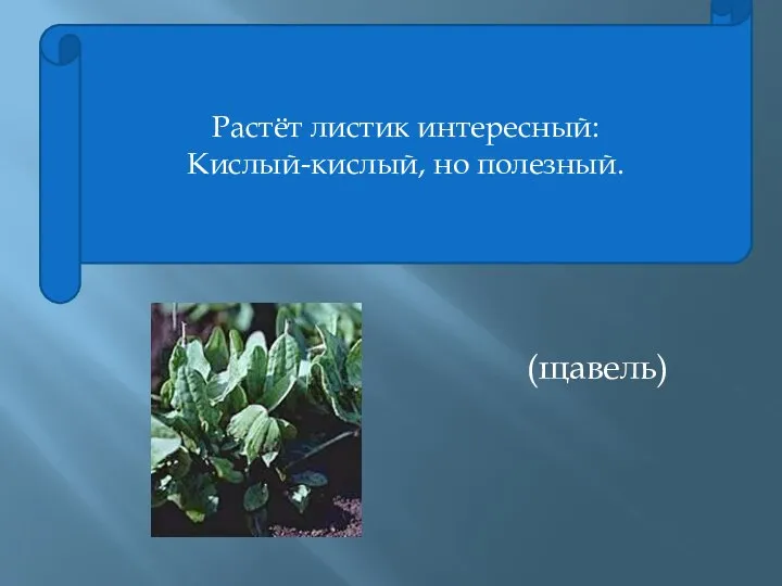 Растёт листик интересный: Кислый-кислый, но полезный. (щавель)