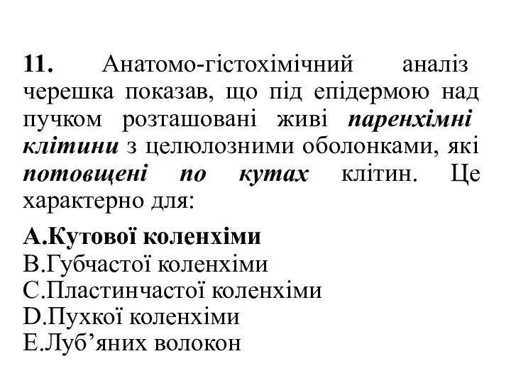 11. Анатомо-гiстохiмiчний аналіз черешка показав, що під епідермою над пучком розташовані