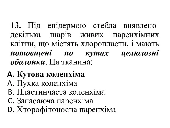 13. Під епідермою стебла виявлено декілька шарів живих паренхімних клітин, що