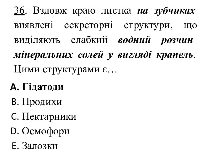 36. Вздовж краю листка на зубчиках виявлені секреторні структури, що виділяють