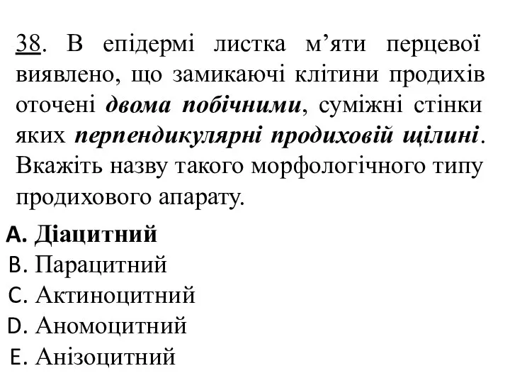 38. В епідермі листка м’яти перцевої виявлено, що замикаючі клітини продихів