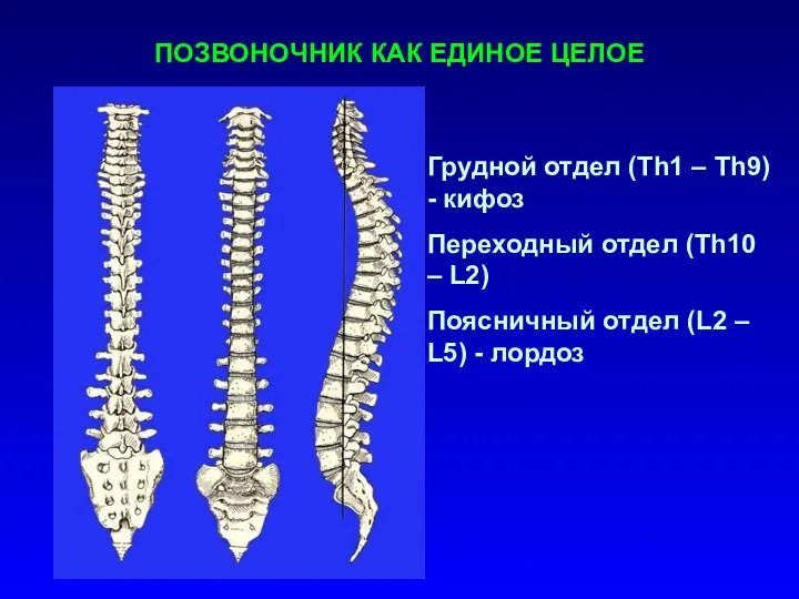 ПОЗВОНОЧНИК КАК ЕДИНОЕ ЦЕЛОЕ Грудной отдел (Th1 – Th9) - кифоз