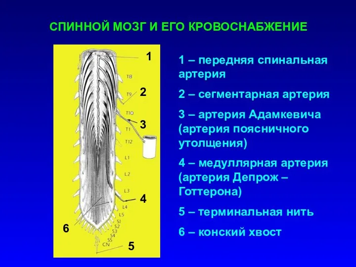 СПИННОЙ МОЗГ И ЕГО КРОВОСНАБЖЕНИЕ 1 2 3 4 5 6